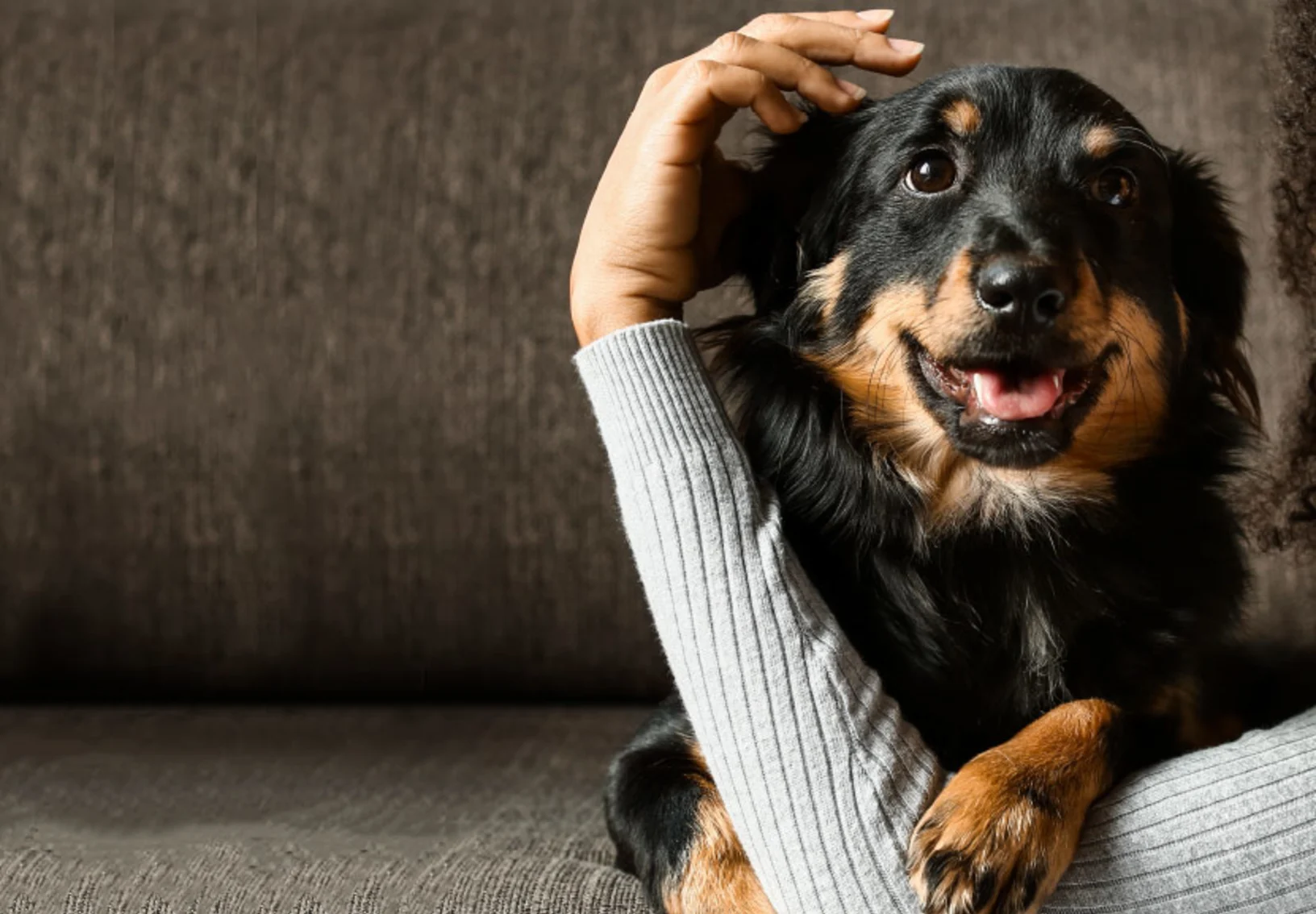 A woman cuddling with a black and brown dog on a couch